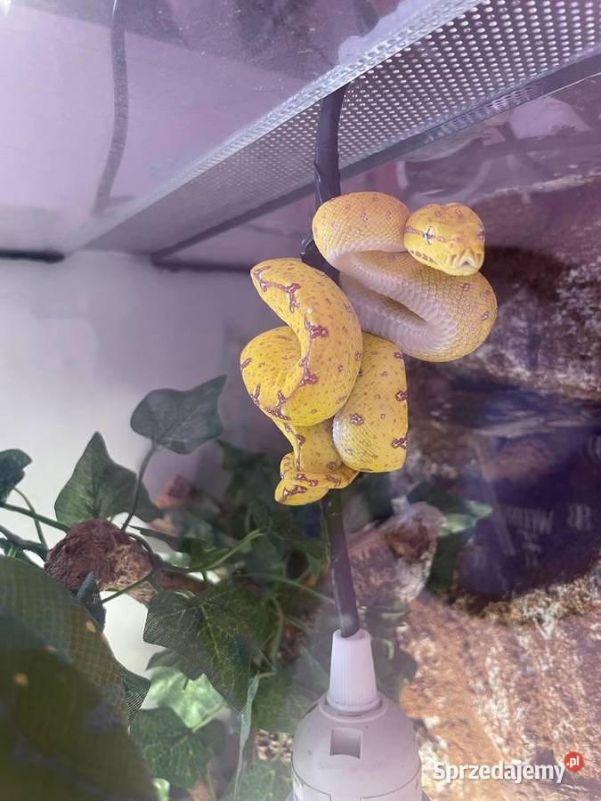 Morelia viridis pyton zielony śląskie Częstochowa