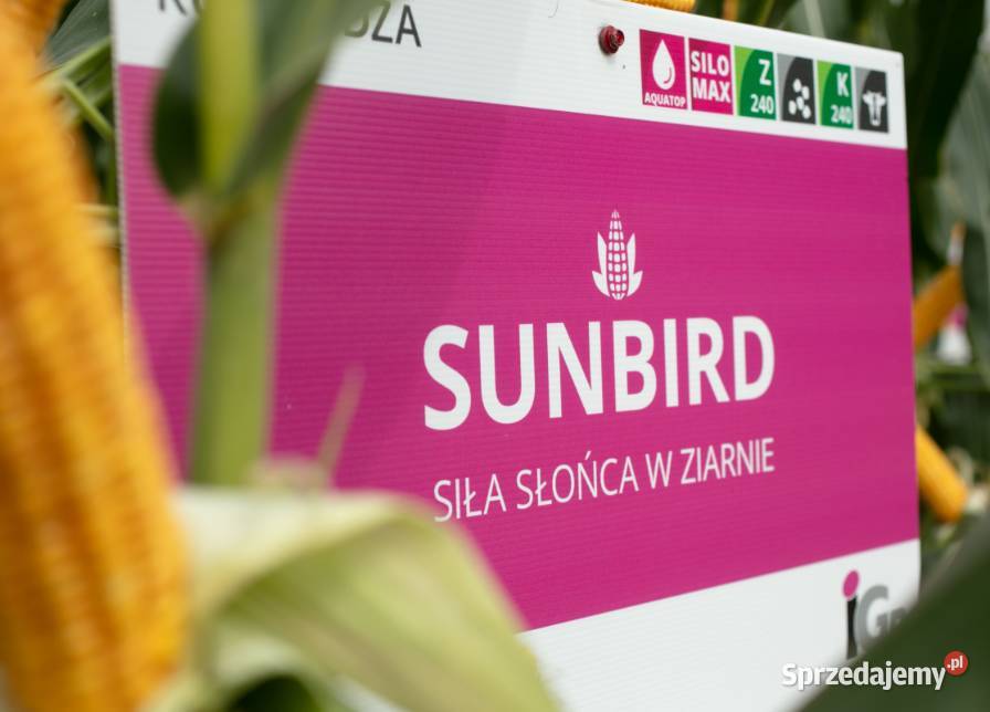 NOWOŚĆ Kukurydza IGP SUNBIRD z koritem Gniezno