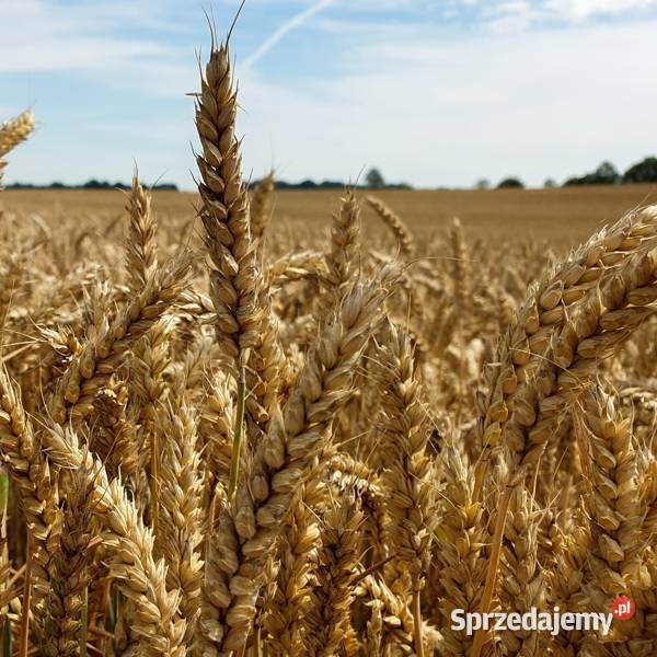 Pszenica owies Sanok