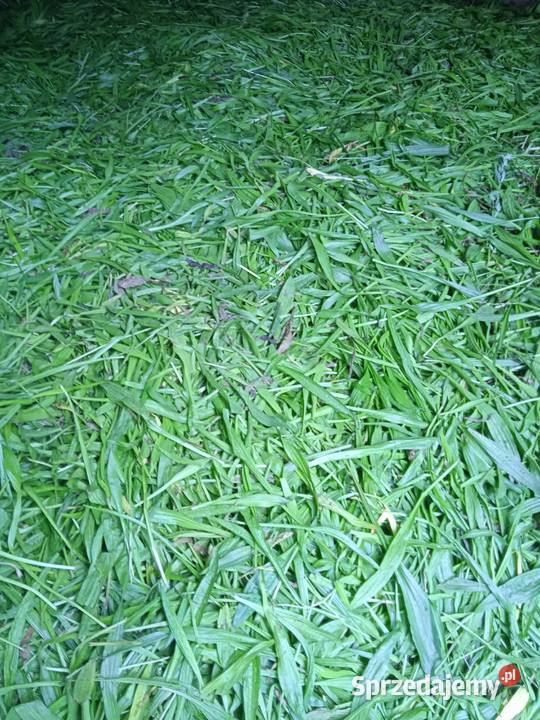 Nasiona babka lancetowata 2025 Izbica