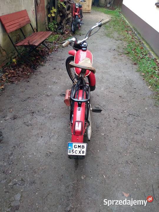 Komar Sztywniak Komar Ciechanowice