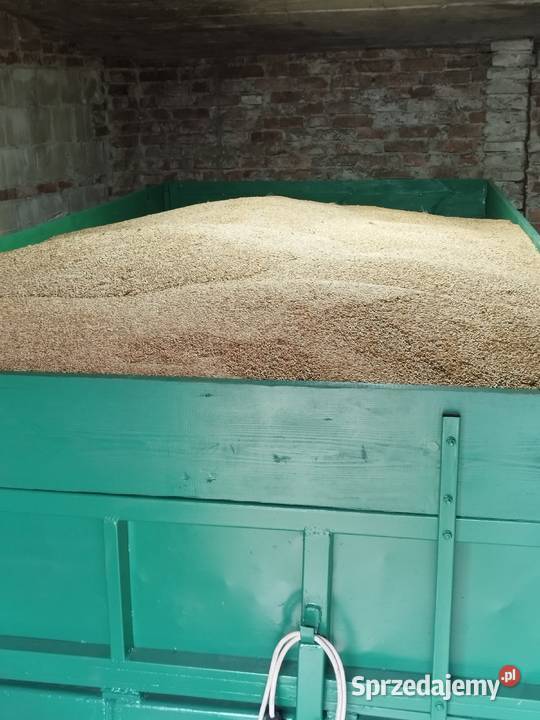 Sprzedam pszenżyto 2025 Zboża Tarnobrzeg