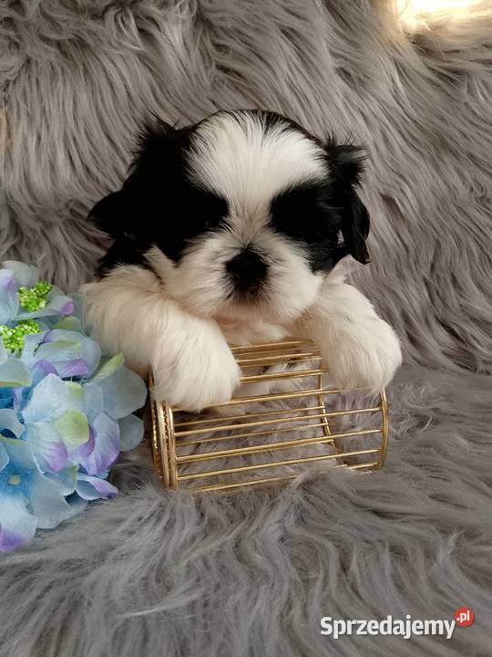Śliczny piesek rasy ShihTzu Shih Tzu Kępno