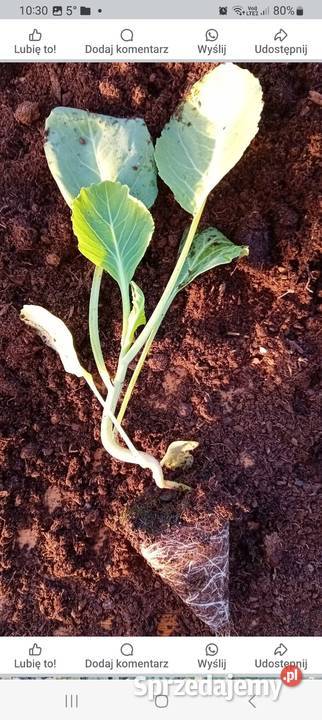 Sadzonka kapusty nozomi kujawsko-pomorskie