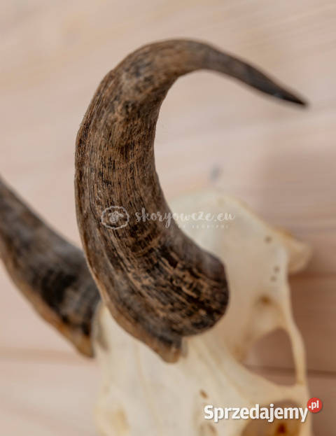 Czaszka naturalnaprawdziwa z owcy z porożem Szaflary