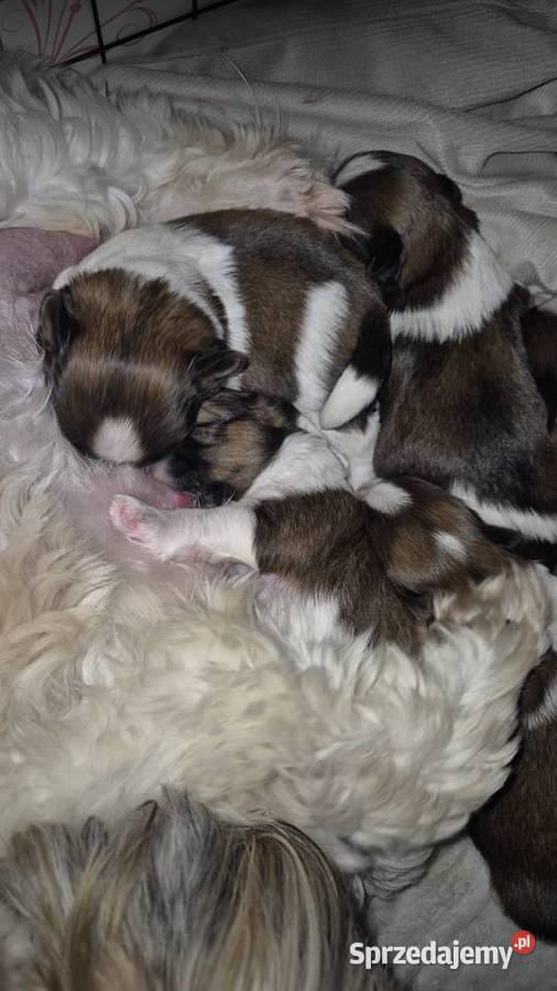 Szczeniak Pies Suczka Shih tzuHappy Dog BoBi