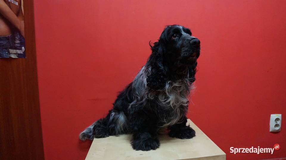 COCKER SPANIEL ANGIELSKI Zwierzęta Bydgoszcz
