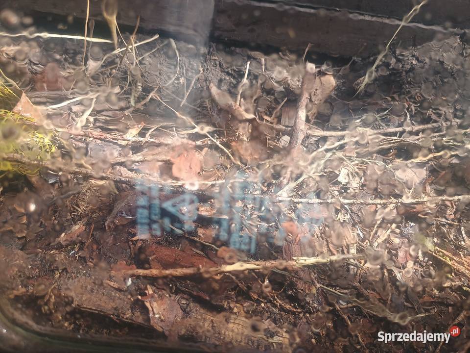 Szyba boczna uchylna mercedes 207 d kaczka Lublin