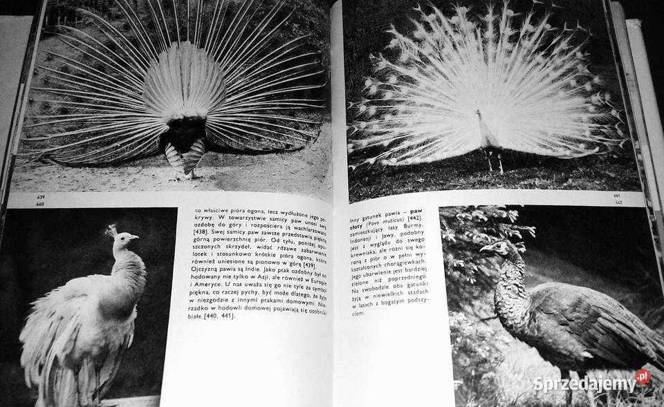 Wielki atlas ptaków Jan Hanzak Rok wydania 1976 lubelskie Chełm