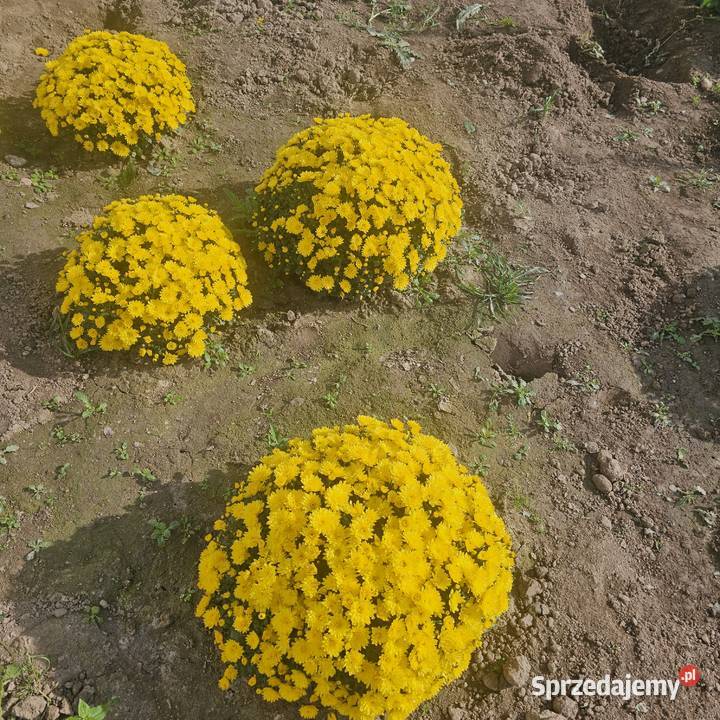 Chryzantemy drobnokwiatowe Udanin