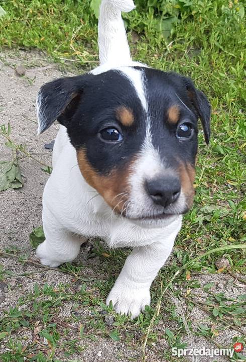 Szczeniaki Jack Russel Terrier Jack Russell Terrier Kolonia Wierzchowisko