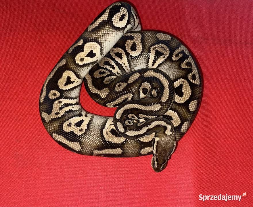 Pyton królewski dorosła samica Phantom het Closn Poznań