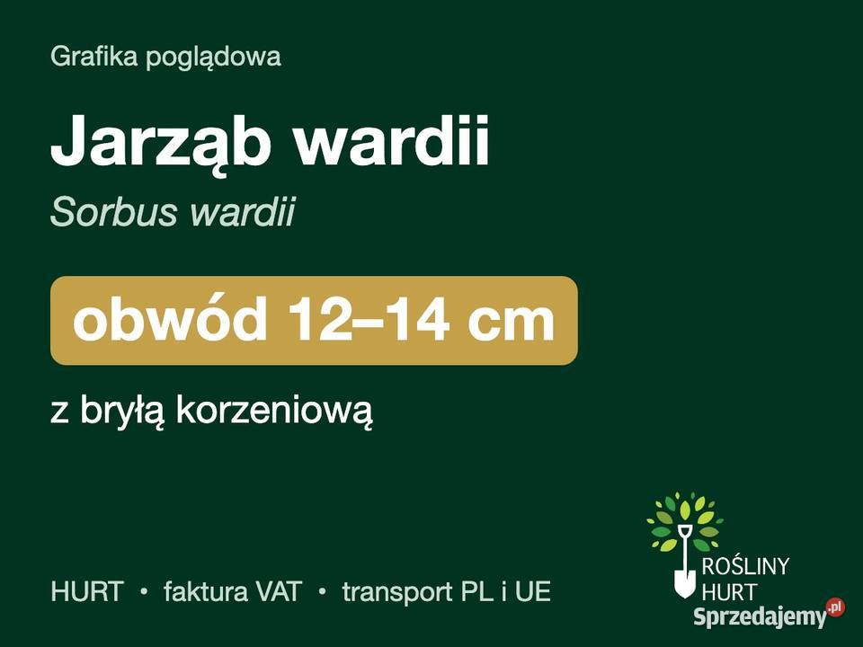 Jarząb wardii Sorbus wardii obwód 1214 z bryłą Liściaste