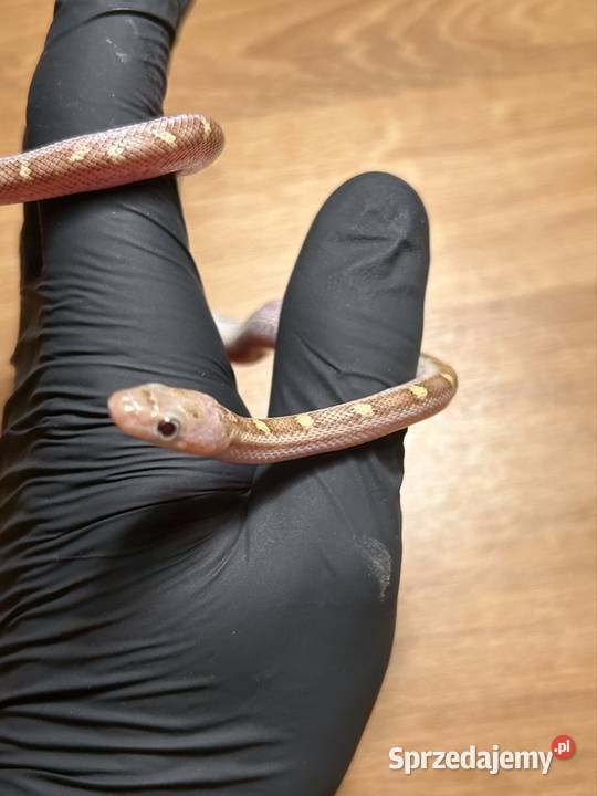 Wąż zbożowy white sided śląskie Jaworzno