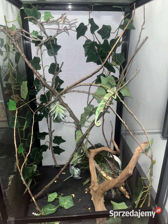 węże zbożowe kameleon jemeński z terrariami sprzedam