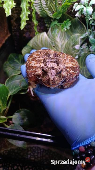 Żaby rogate Warszawa sprzedam