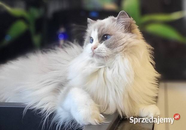 Dorosła kotka Ragdoll z rodowodem kastratka Ragdoll Gdańsk