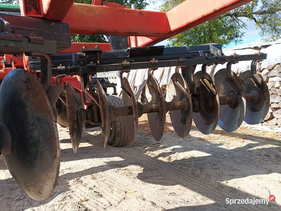 Talerzówka quivogne pomorskie Starogard Gdański