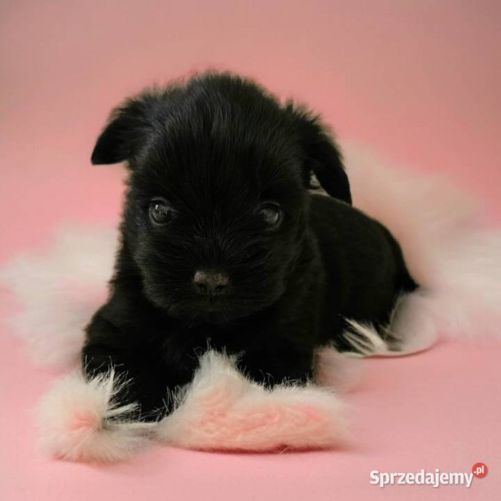 Cała Czarna Suczka York Bez Bieli UNIKATOWA Opole sprzedam