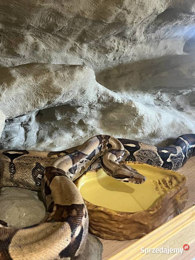 Boa Dusiciel terrarium Boa Constrictor Imperator Gady i płazy Dobrów