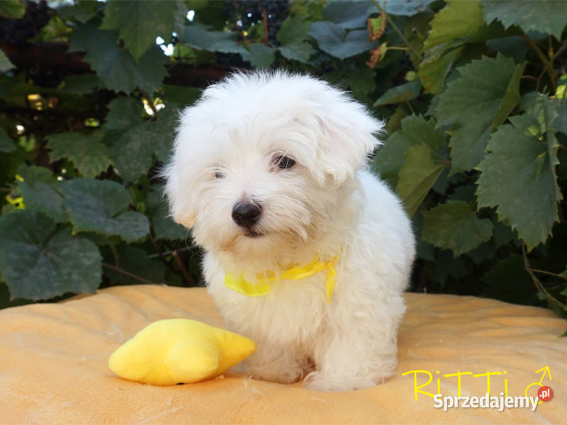 SAMIEC biały Coton De Tulear szczenię ZHPR UCI Kraków