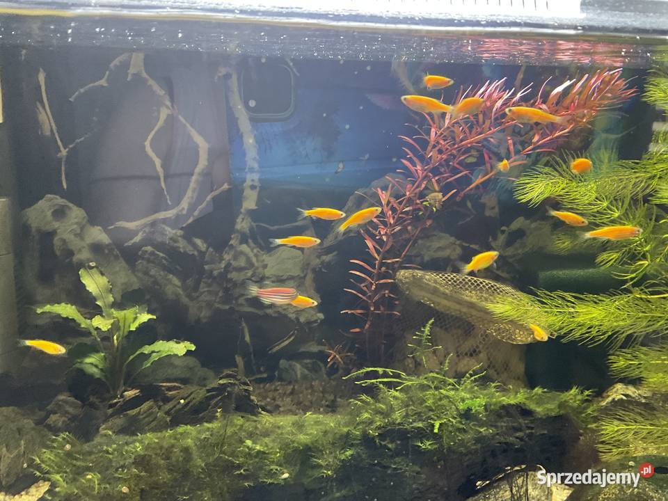 Danio Fluo Pomaranczowe Sosnowiec