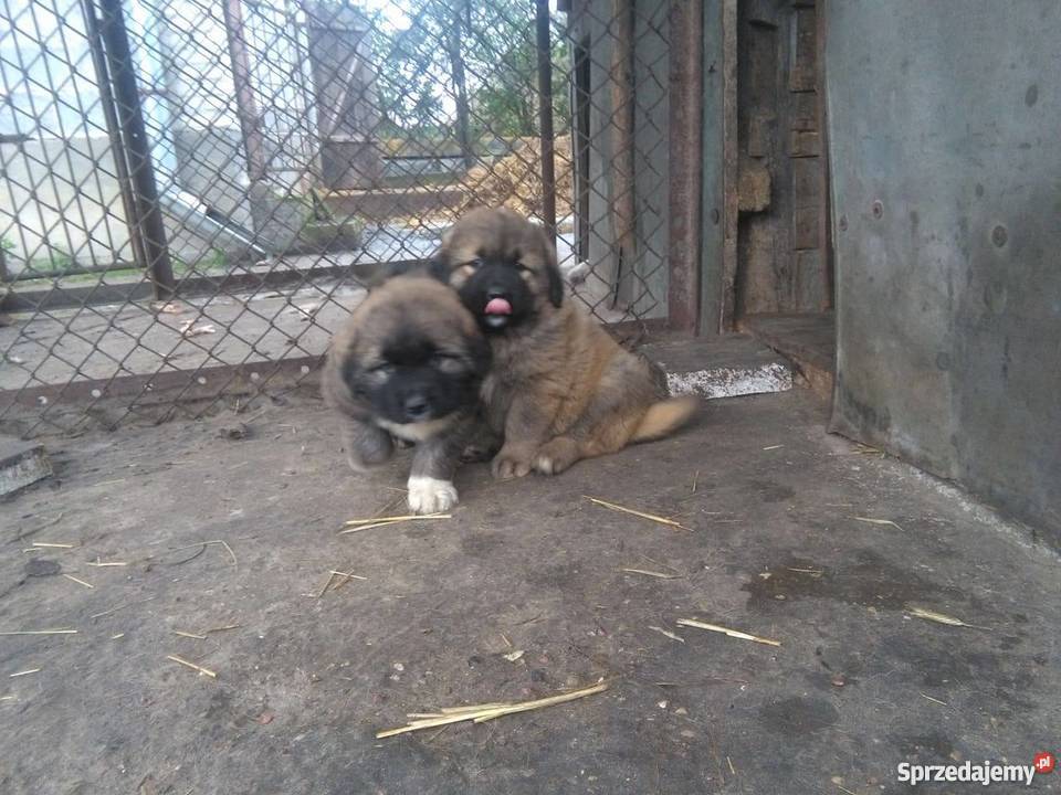 owczarek kaukaski Psy Nowy Gołymin