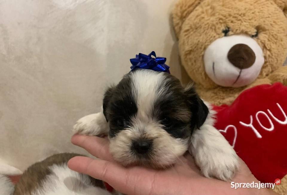 Shih tzu szczeniaki Żory