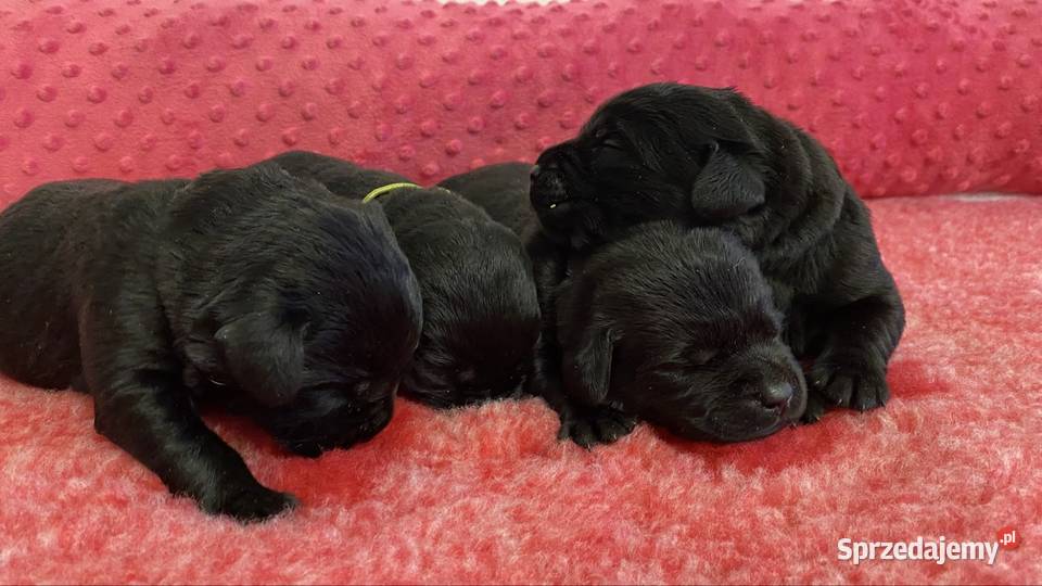 Czekoladowe i Czarne szczenięta Labrador