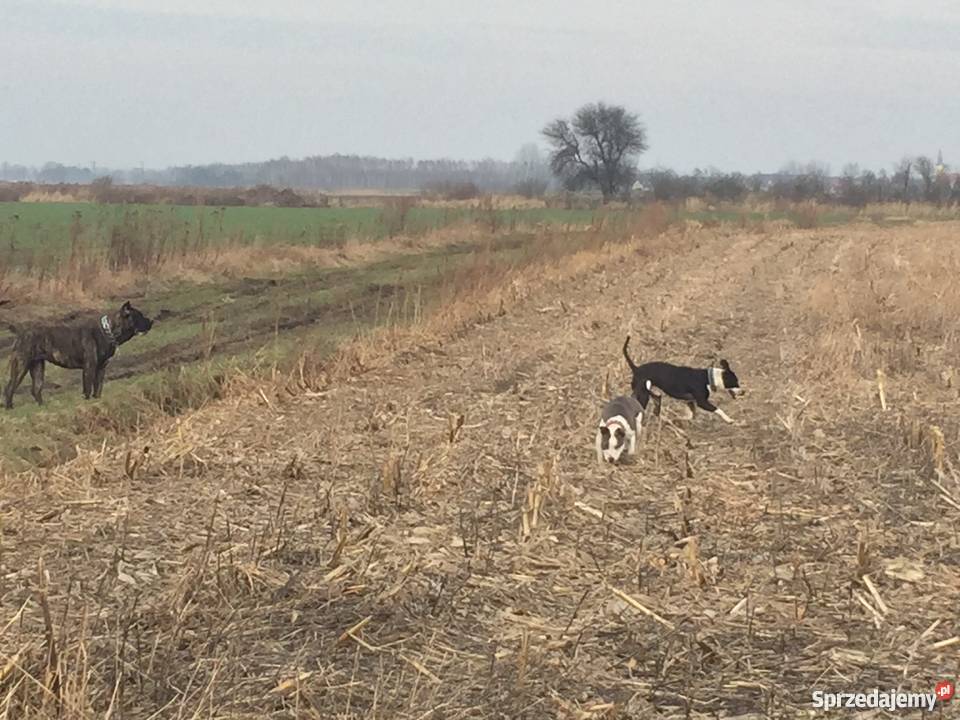 Oddam parę Amstaffów Wrocław