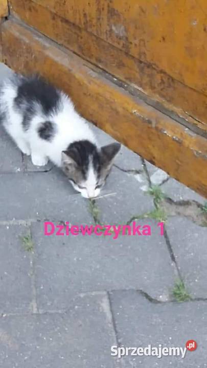 oddam kotki kociaki Warszawa