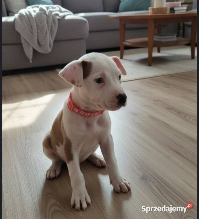 Amstaff Szczeniaki Radomsko