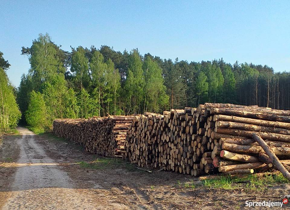 drewno sosnowe Tomaszów Mazowiecki sprzedam