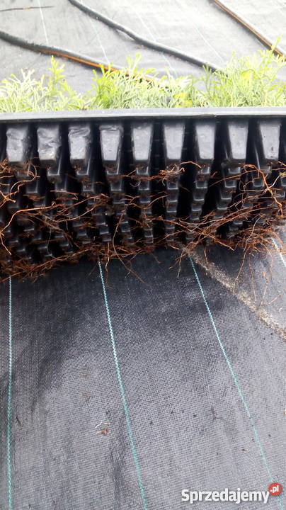 Sadzonki Tuji szmaragd multiplaty lubelskie Choszczów