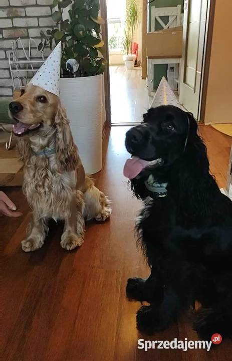 Piękne szczenięta Cocker spaniel angielski Siemiatycze