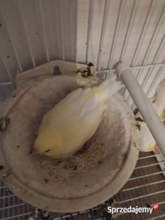 Kanarki mozaiki 3 pary Ryki