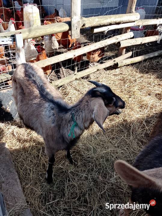 Sprzedam 3 kozy lubuskie