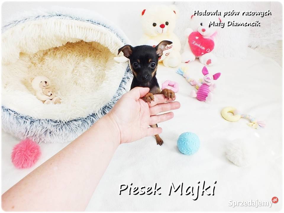 Pinczer miniaturowy Ratlerek tzwsarenka MINI Żary