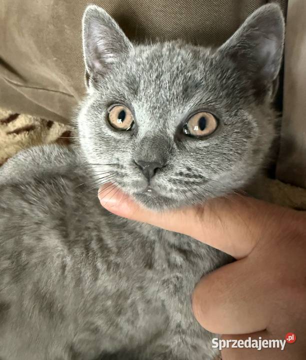 Kotek brytyjski krótkowłosy Kocurek Ryglice