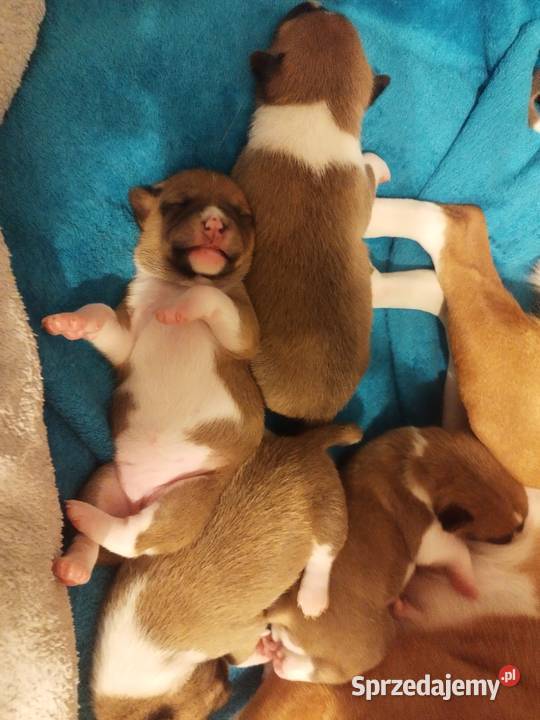 Szczenię Basenji Radom