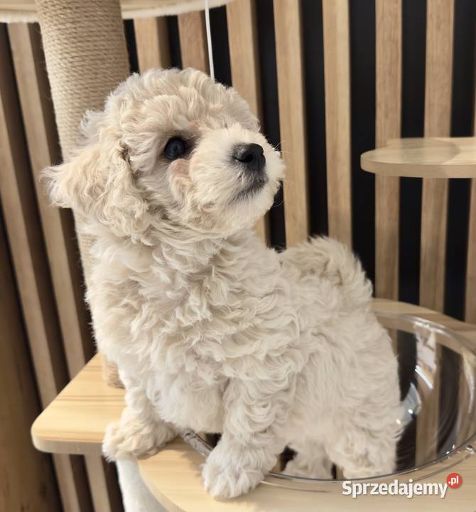 Piesek Bichpoo Zalesie Górne