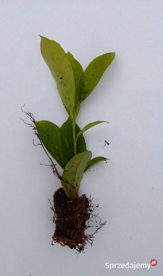 LAUROWIŚNIA WSCHODNIA ROTUNDIFOLIA 20 FVNAWÓZ Skrzyszów sprzedam