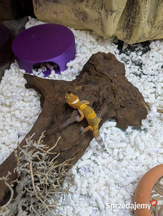 Eublefarki lamparcie z mojej hodowli Olsztyn