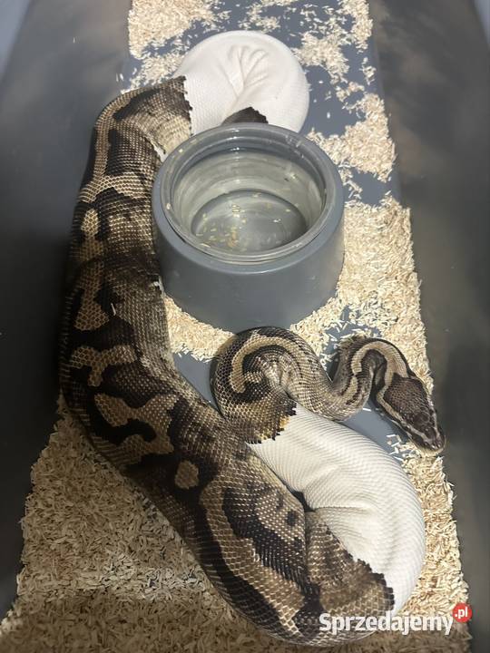 Sprzedam zamienię Gdynia