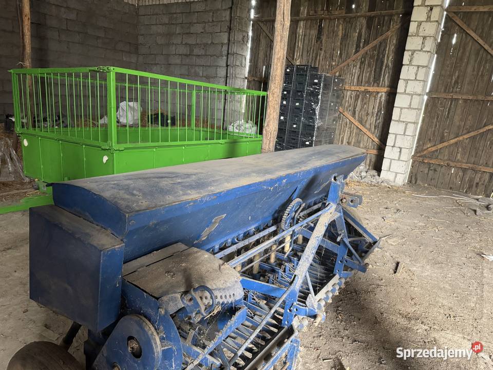 Siewnik Poznaniak Fiona Lipce Reymontowskie