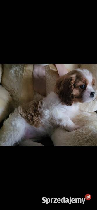 Dwa pieski cavalier King Charlie spaniel Kielce