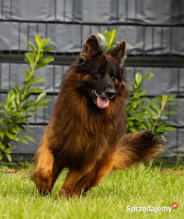 Owczarek Niemiecki Długowłosy szczenięta FCI Owczarek wielkopolskie Poniec