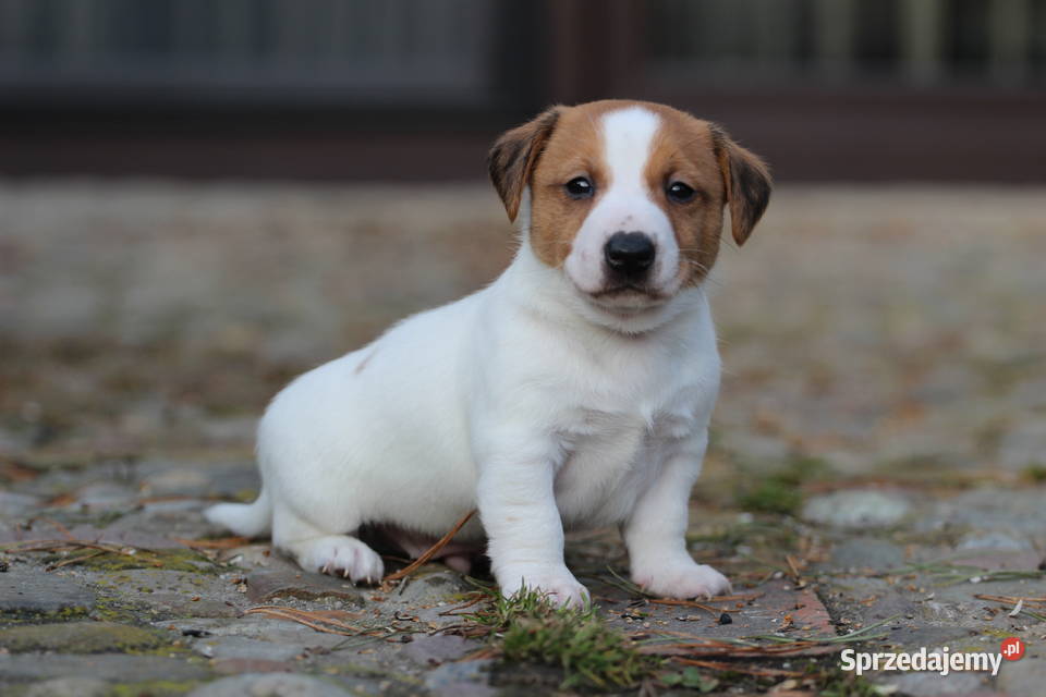 Piesek Jack Russell Terrier krótkowłosy Delastowice