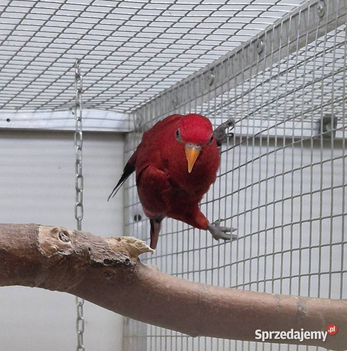 Lorysy Eos Borneo pomorskie Gościcino