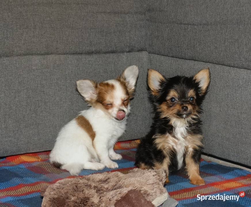 Chihuahua pieski Września